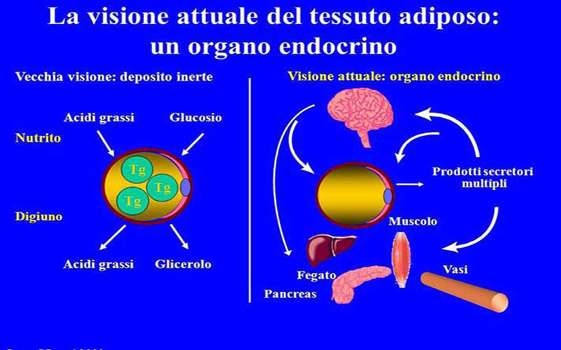 Organo e non tessuto adiposo
